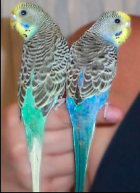 10 Tips on Raising Parakeets